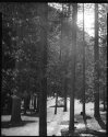 Backlit Pines