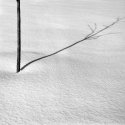 Tree & Shadow