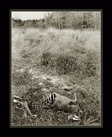 So it died there thirsty