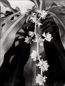 Blossoming Plant