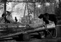 Bears