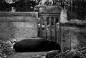 Hippopotamus & Elephant