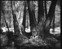 Yosemite creek trees