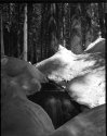 Sequoia cascade, snow