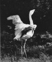 Wetlands_2