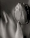 Tulip...