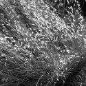 Ice Grass