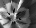 One more tulip...
