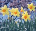 A Show of Spring