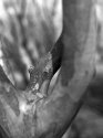 Crape Myrtle
