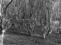 Crape Myrtles