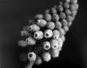 Muscari...