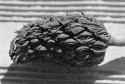 Seed Head