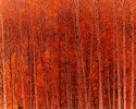 Aspen Impressions
