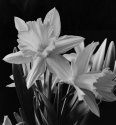 daffodil