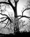 Two Trees
