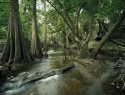 shell creek