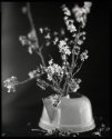 Apricot Blossums