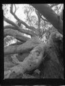 Eucalyptus in Palladium
