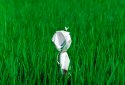 rice field