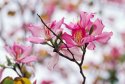 Bauhinia blakeana Dunn