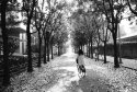 Fallen leaf way