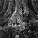Trunk