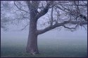 Foggy Ground