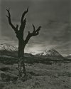 Lightning Tree