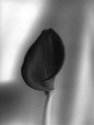 11x14 paper neg # 1
