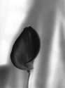 11x14 paper neg # 2