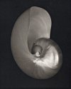 Shell #2