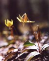 Yellow Trillium