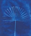California Palm - early attempt at Cyanotype