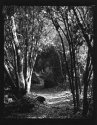 Ojai  north fork Matjilia creek