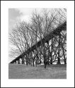 Trestle and Trees
