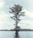 Chickahominy River Tree - Gold Toned