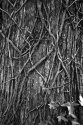 Vines