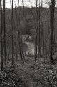 Through the Trees
