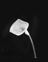 My single Calla