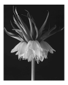 crown imperial print