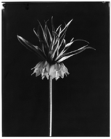 orange crown imperial 2