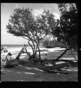 Sanibel, March