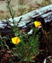 California Poppies