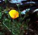 California Poppies #2