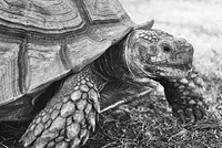 South American Tortoise