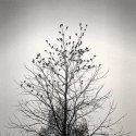 Grackles Alighted