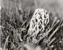 morrel mushroom