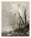 Reed
