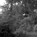 The Tree House
